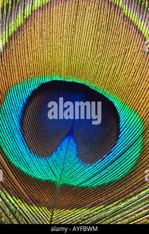 Close up of peacock feather Banque D'Images