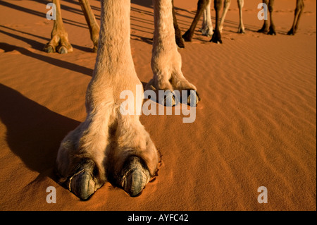 Chameau Camelus dromedarius pieds ont large télévision leathery pads avec deux orteils sur chaque pied en Afrique du Nord et de la péninsule arabique Banque D'Images