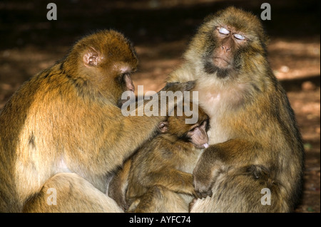 Barbary Macaque Macaca sylvanus Grooming espèces vulnérables Gibraltar Maroc Algérie Banque D'Images