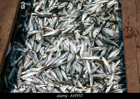 Collection de poissons sardine dans un bateau Banque D'Images