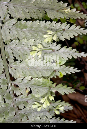 Poulets et poules fougère Asplenium bulbiferum montrant la production de plantules vivipares nouveaux forestiers de l'Île du Nord Nouvelle-zélande Banque D'Images