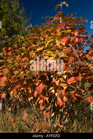 Arbre de Wayfaring, Viburnum lantana montrant la couleur de l'automne Banque D'Images