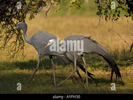 Paire de grues bleu endémique de l'Afrique australe Banque D'Images