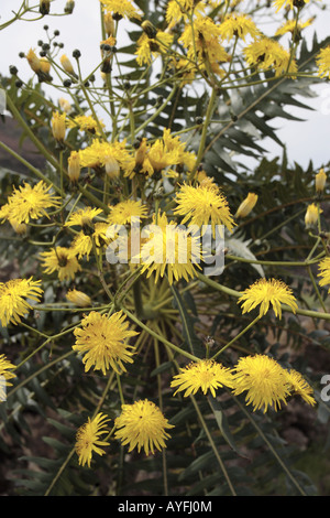 Sonchus Acaulis un type d'Asteraceae trouvés à Tenerife et Gran Canaria Îles Canaries Espagne Banque D'Images