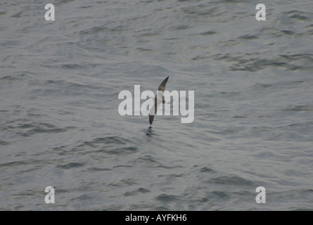 Great Shearwater dans le golfe de Gascogne Banque D'Images