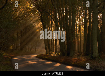 Route à travers bois brumeux Banque D'Images