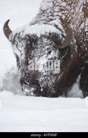 Buffalo, Bison bison, dans la neige de l'hiver, dans le Parc National de Yellowstone Banque D'Images