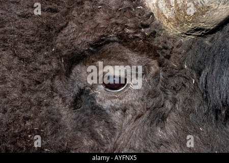 Buffalo, Bison bison, Close up, portrait, head shot Banque D'Images