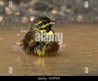 Cirl Bunting Emberiza cirlus, homme, baignant dans les flaques, Lesbos, Grèce, Europe, oiseau sauvage. Banque D'Images