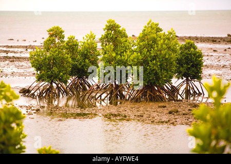 L'Ile Maurice - Les jeunes plants de Mangrove Banque D'Images