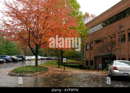 Parking de l'immeuble de bureaux après la pluie, le feuillage de l'automne. Banque D'Images