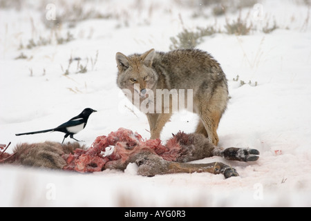 Le coyote se nourrit de elk carcus dans le Parc National de Yellowstone, tourné à l'état sauvage Banque D'Images