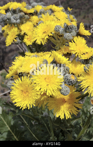 Sonchus Acaulis un type d'Asteraceae trouvés à Tenerife et Gran Canaria Îles Canaries Espagne Banque D'Images