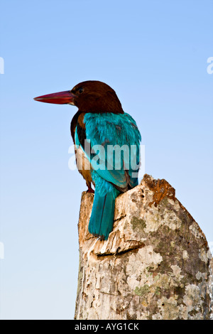 Le Kerala Inde Kingfisher Halcyon smyrnensis à gorge blanche aussi connu sous le nom de White breasted Kingfisher Kingfisher Smyrne ou Banque D'Images