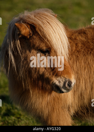 Portrait d'un poney Shetland couleur brun avec de longs cheveux brun fourrure laineuse de couleur marron. Banque D'Images