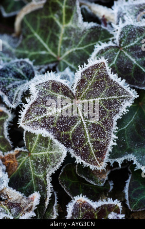 Givre sur les feuilles de lierre Banque D'Images