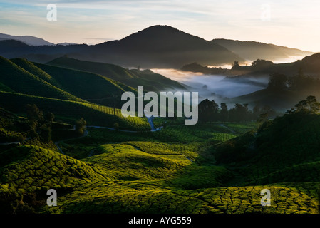 Lever tôt le matin sur une plantation de thé en Cameron Highlands Malaisie Banque D'Images