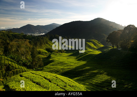 Lever tôt le matin sur une plantation de thé en Cameron Highlands Malaisie Banque D'Images