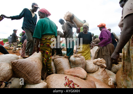 Afrique Kenya Ruira Pickers trier des sacs de grains de café Arabica récoltés sur Socfinaf coffee plantation en dehors de Nairobi Banque D'Images