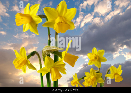 Les jonquilles contre un ciel de coucher du soleil. Banque D'Images