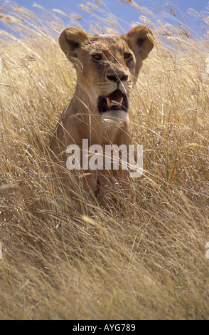 Lionne assis dans l'herbe haute alors qu'elle voit à la réserve nationale de Masai Mara au Kenya Banque D'Images