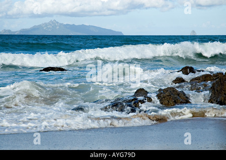 Poule et poulet à partir de langs beach Northland Nouvelle Zelande Banque D'Images