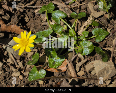 Lesser Celandine, ficaria verna Banque D'Images