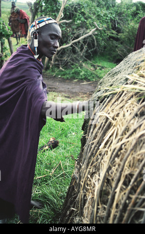 Masaï l'application de la bouse de vache pour mur de sa hutte Ngorongo Conservation Tanzanie Afrique de l'Est Banque D'Images