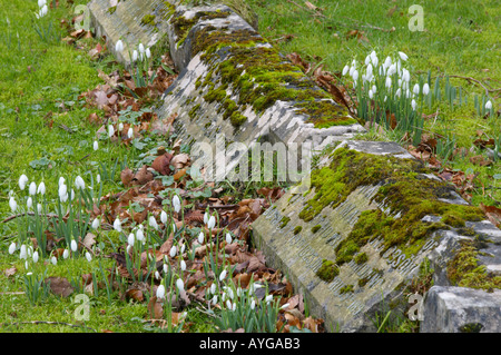 Snowdrop Galanthus nivalis commun croissant dans l'église Banque D'Images