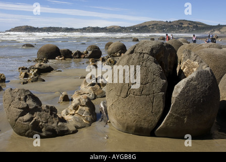 Les Moeraki Boulders sur la côte pacifique de l'île du sud de la Nouvelle-Zélande Banque D'Images