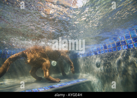 L'Afrique du Sud La province de Gauteng Pretoria sous-vue de chien dans la banlieue de natation piscine Banque D'Images