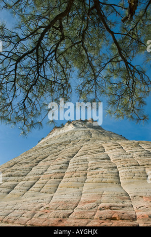 Mesa en damier, Zion National Park, Utah Banque D'Images