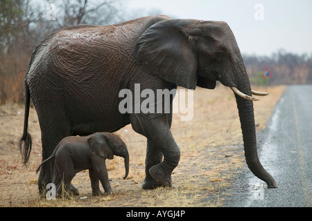 Afrique Botswana Kasane et éléphants Loxodonta africana veau marcher sur route au cours de la pluie tempête en fin de saison sèche Banque D'Images