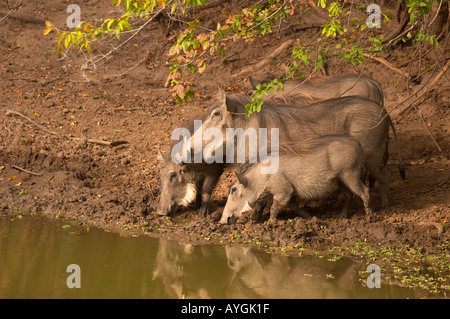 Point d'eau potable à la famille Phacochère (Phacochoerus aethiopicus) Banque D'Images