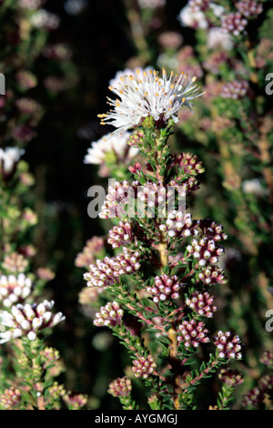 Buchu-Agathosma ciliaris- Famille Rutaceae Banque D'Images