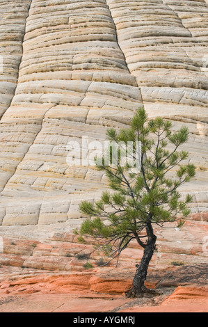 USA, Utah, Zion National Park, checkerboard Mesa et de pins Banque D'Images