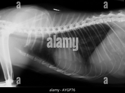 Xray de cays poitrine avec la maladie de coeur Banque D'Images