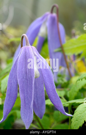 CLEMATIS ALPINA FRANCES RIVIS AGM Banque D'Images