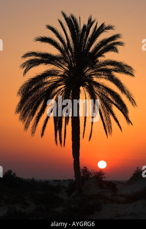 Couleur Palm Desert sunrise Debabcha chott El Jerid Tunisie Banque D'Images