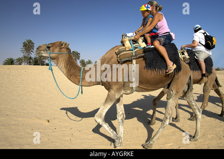 Randonnée chamelière dans le désert du Sahara, près de Douz Tunisie Banque D'Images