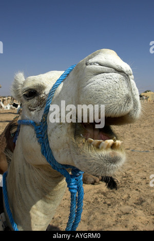 Camel rend drôle de visage de mâcher de désert du Sahara Douz Tunisie près de Banque D'Images