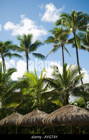 Low angle view of palm trees Banque D'Images