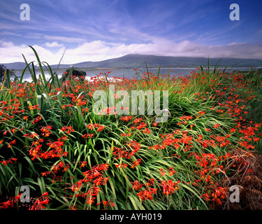 IE - comté de Kerry : Montbretia floraison sur l'île de Valencia Banque D'Images