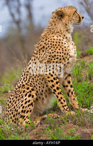 Close up de guépard, Parc National Kruger, Afrique du Sud Banque D'Images