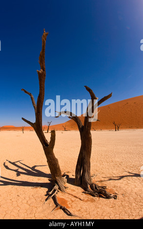 Les arbres morts, Désert du Namib, Namibie, Afrique Banque D'Images