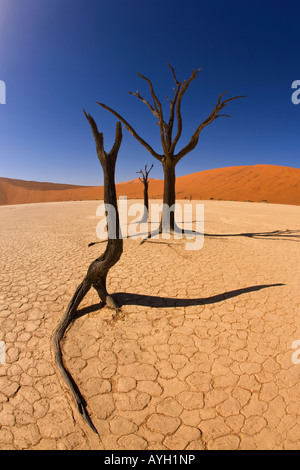 Les arbres morts, Désert du Namib, Namibie, Afrique Banque D'Images