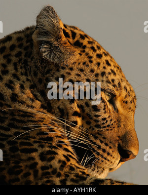 Close up of Leopard, Parc National Kruger, Afrique du Sud Banque D'Images