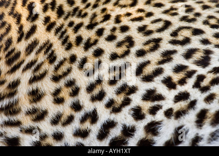 Close up of Leopard, Parc National Kruger, Afrique du Sud Banque D'Images