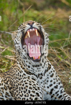 Leopard bâillement, Parc National Kruger, Afrique du Sud Banque D'Images