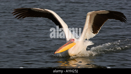 Great White Pelican landing dans l'eau, la Namibie, l'Afrique Banque D'Images